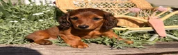 Dachshund dogs for sale: Tulip - Ad 1
