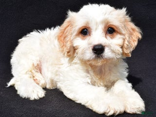 Cavachon dogs - Ad 5
