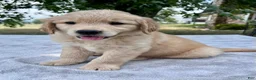 Golden Retriever dogs for sale: Duke - Ad 3