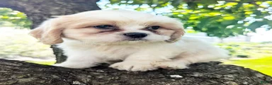Sammy