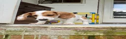 Miniature Dachshund dogs for sale: Miniature Dachshund 1 - Ad 3