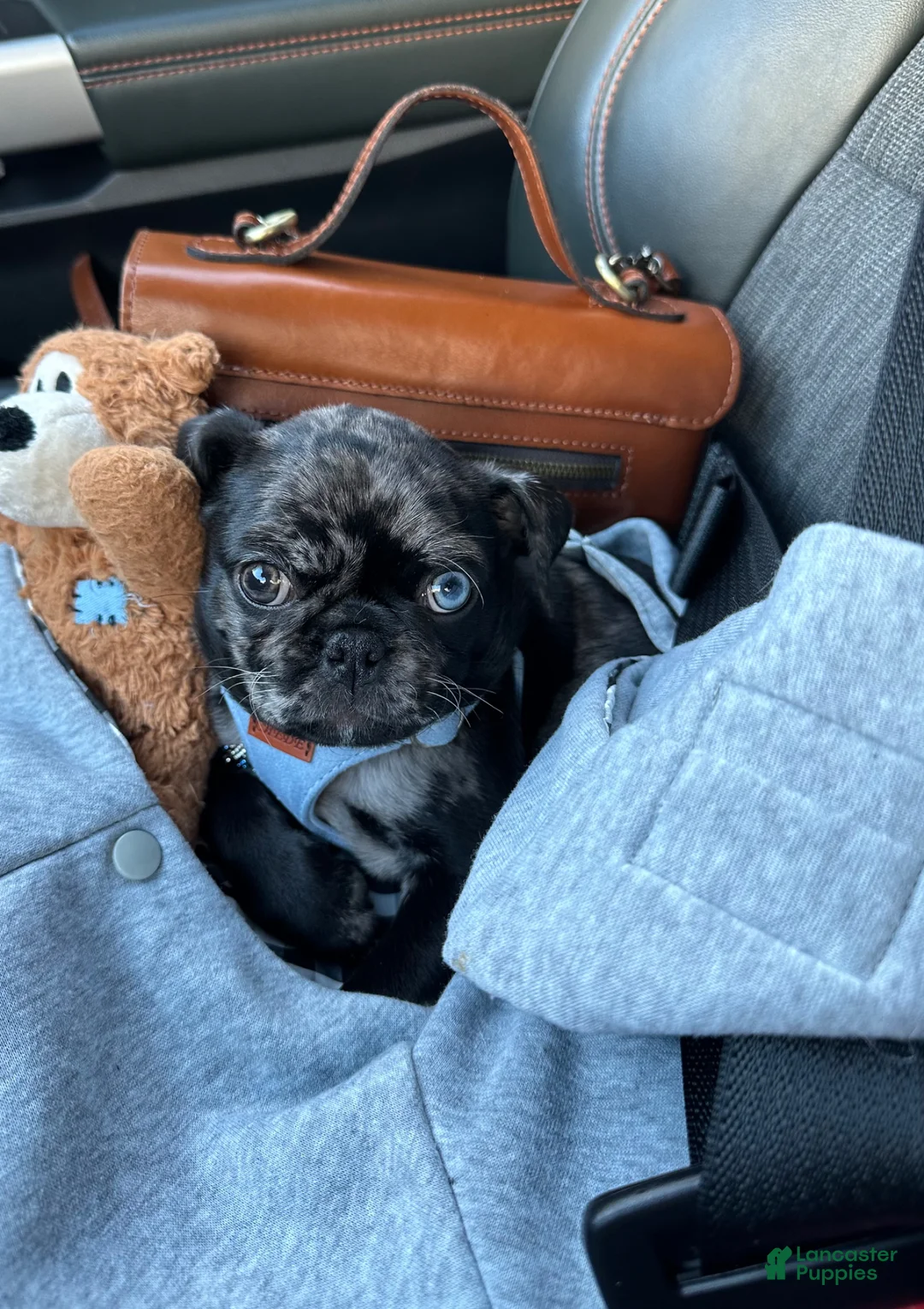 Pug dogs for sale: Rambo - Ad 2