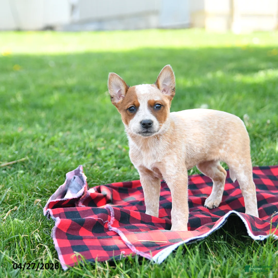 Australian Cattle Dog dogs for sale: Roxanne - Ad 1