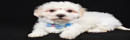 Maltipoo dogs for sale: Hank - Ad 2