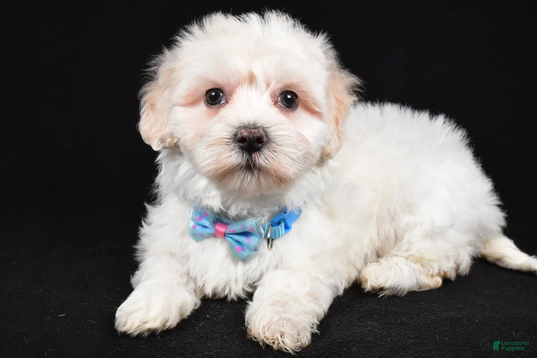 Maltipoo dogs for sale: Hank - Ad 2