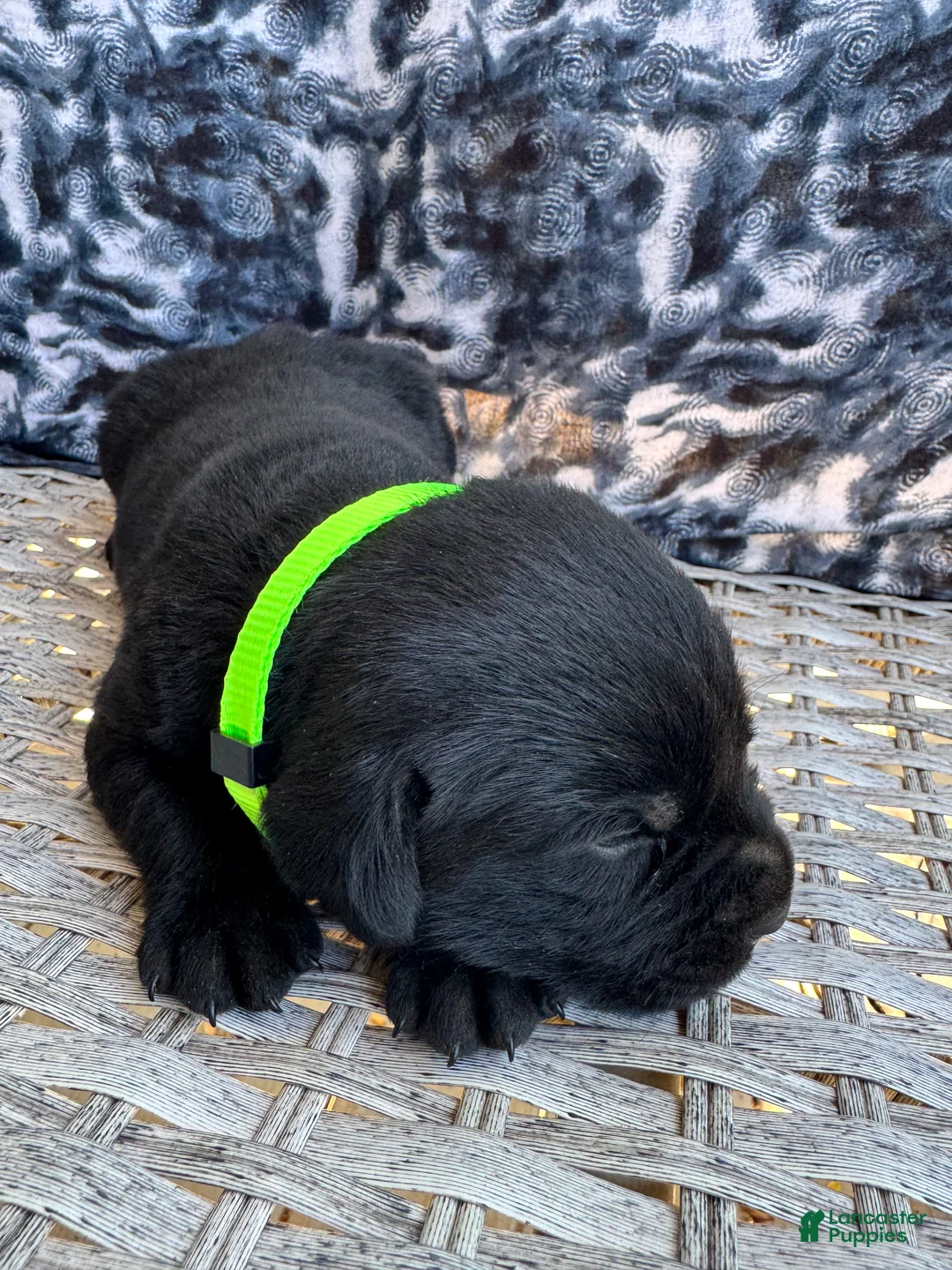 Labrador Retriever dogs for sale: Mousse 💛 - Ad 2