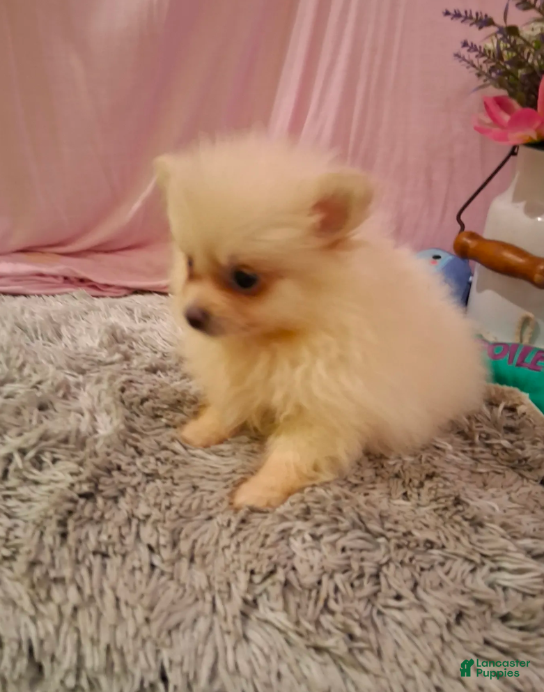 Pomeranian dogs Dasiey - Ad 2