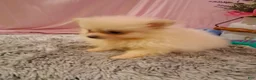 Pomeranian dogs for sale: Dasiey - Ad 2