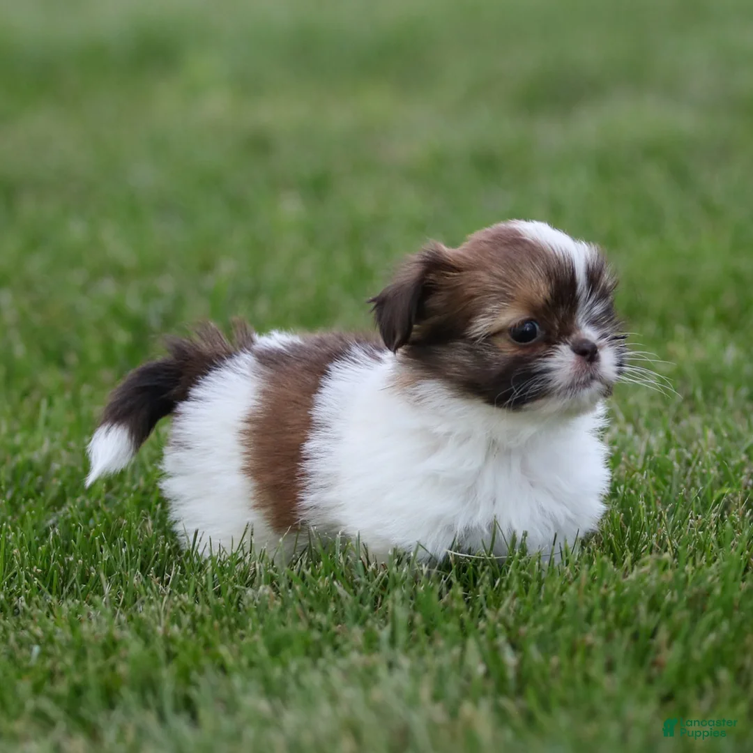 Shih Tzu dogs for sale: Tulip Shih Tzu  - Ad 5