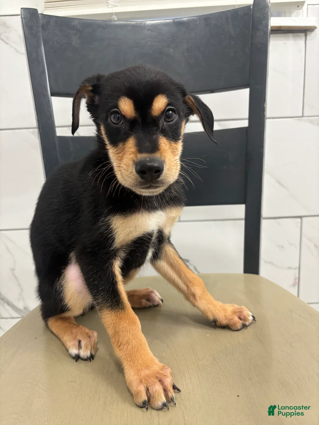 Mixed Breed dogs for sale: Mixed Breed Puppy 1 - Ad 1