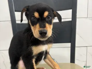 Mixed Breed dogs Mixed Breed Puppy 1 - Ad 36