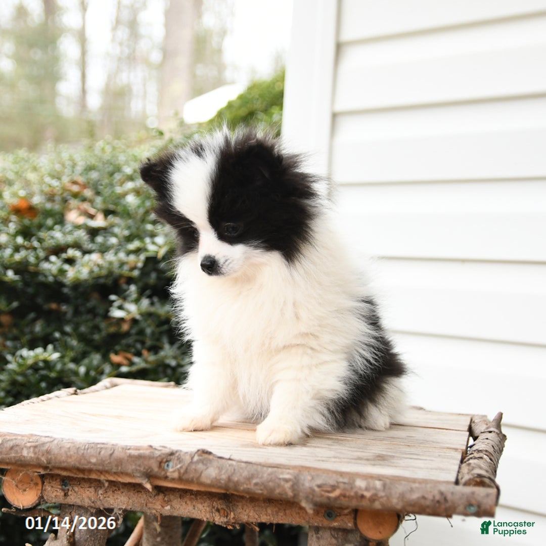 Pomeranian dogs for sale: Love  - Ad 3