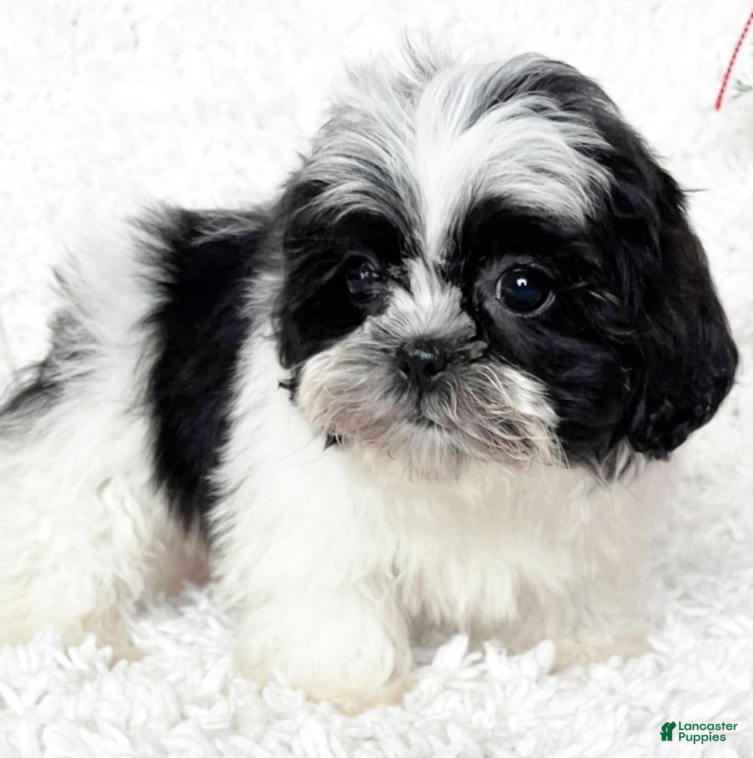 Shih Tzu dogs for sale: Layla - Ad 3