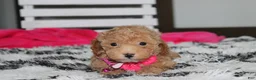 Bichpoo dogs for sale: Kalila  - Ad 5