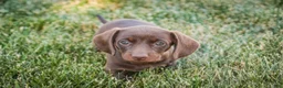 Dachshund dogs for sale: Mocha - Ad 2