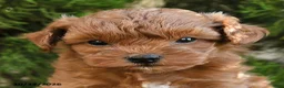 Cavapoo dogs for sale: Titus - Ad 4