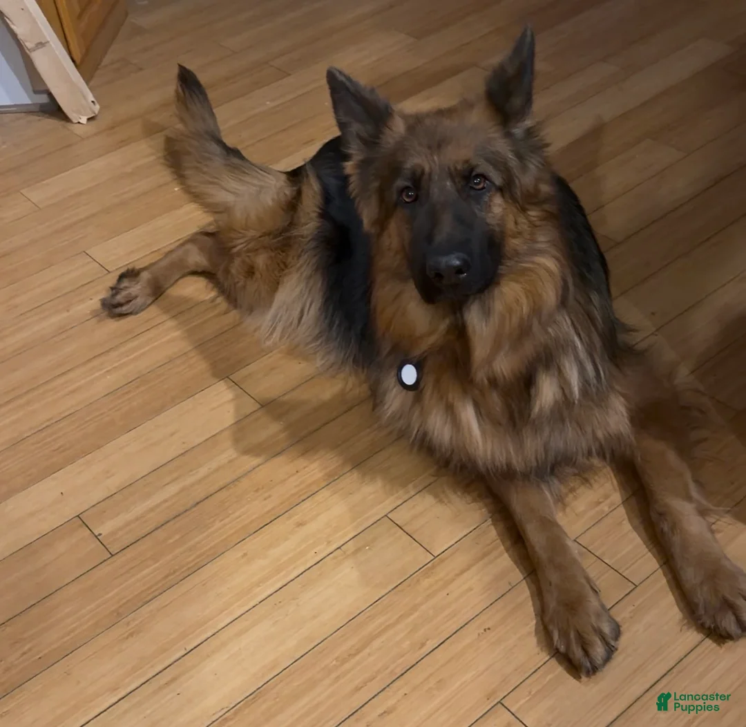 German Shepherd dogs for sale: Lh Champion bred import girl - Ad 6