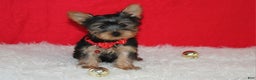 Yorkshire Terrier dogs for sale: Dannie - Ad 11