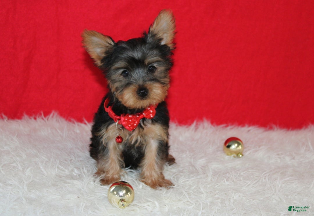 Yorkshire Terrier dogs for sale: Dannie - Ad 11