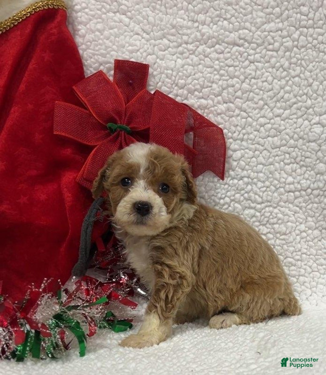Mini Goldendoodle dogs for sale: Kayla - Ad 2