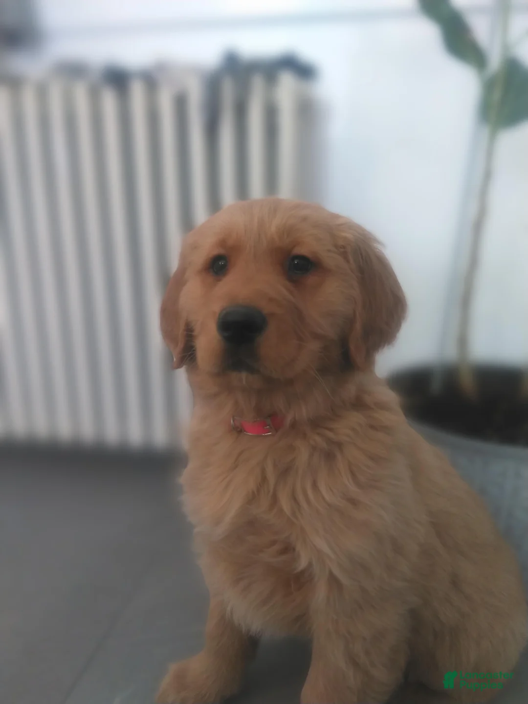 Golden Retriever dogs for sale: Lacy  (pink collar) - Ad 1