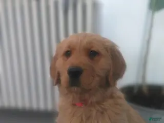 Golden Retriever dogs Lacy (pink collar) - Ad 34