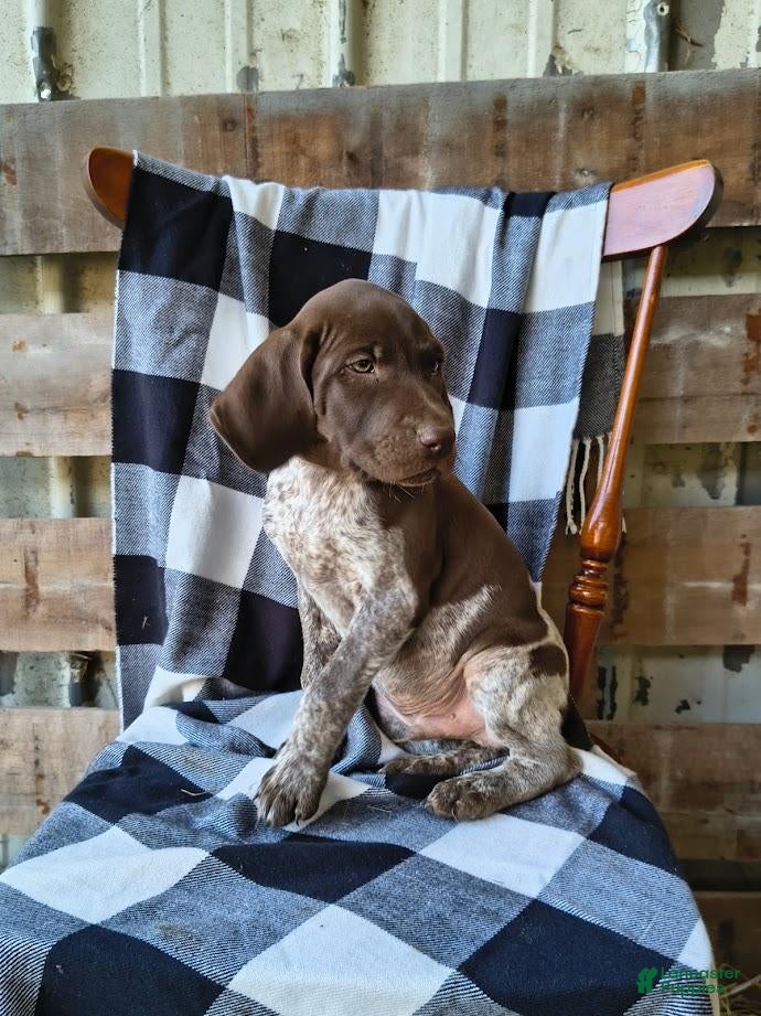 German Shorthaired Pointer dogs Chase - Ad 2