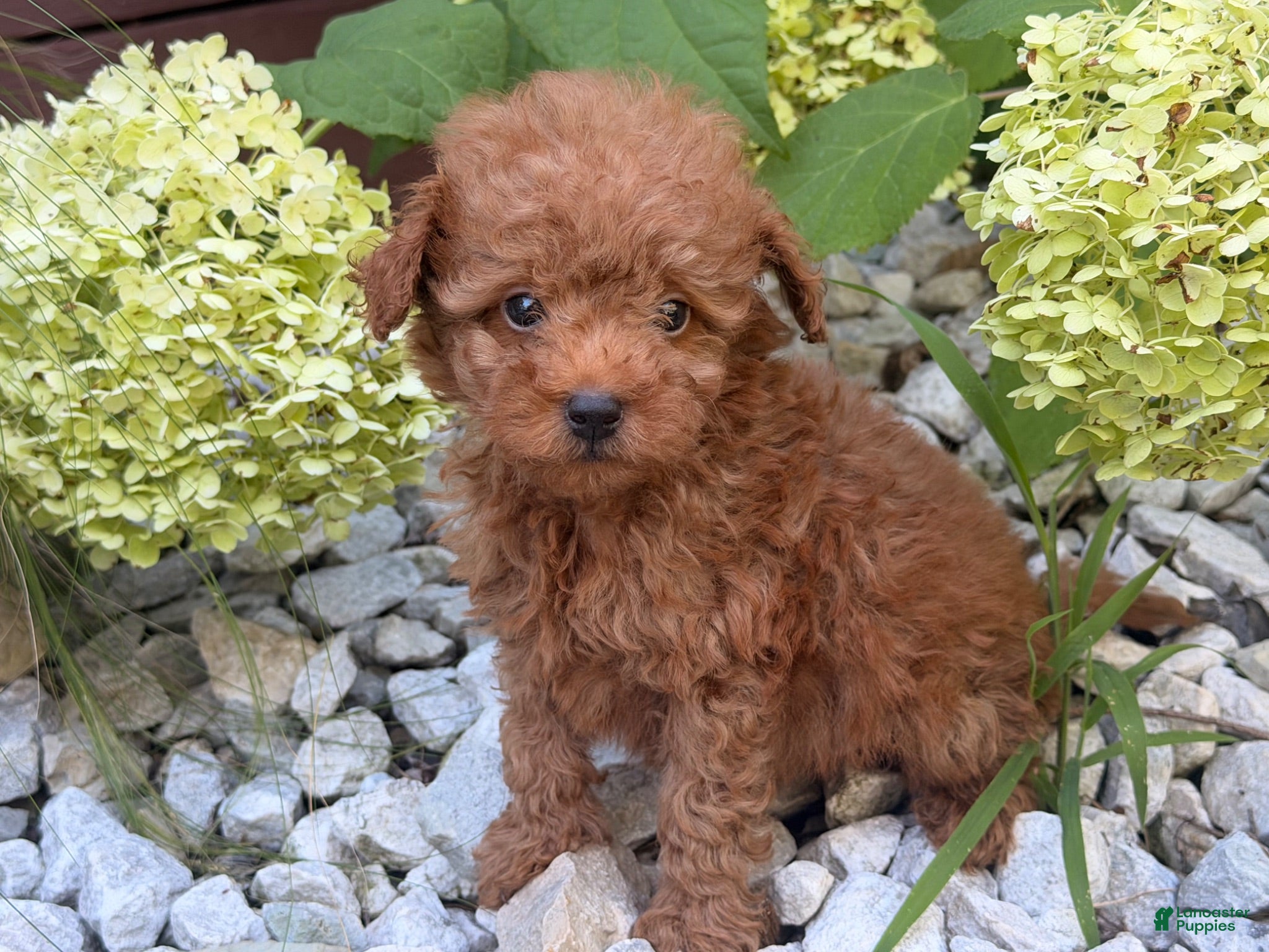 Toy Poodle dogs Bucky  - Ad 2