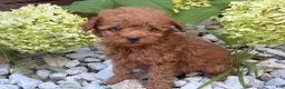 Toy Poodle dogs for sale: Bucky  - Ad 2