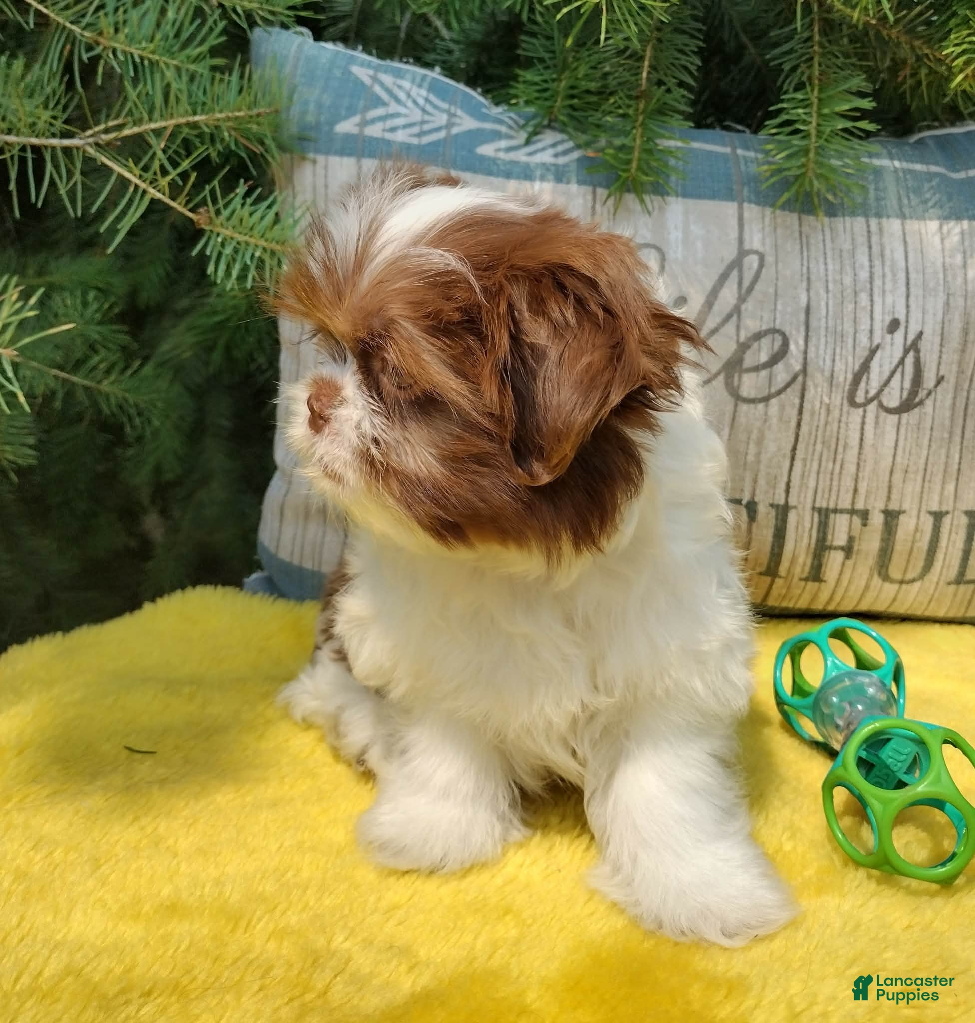 Shih Tzu dogs Sia - Ad 2