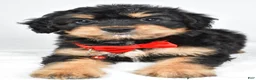 Mixed Breed dogs for sale: Teagan - Ad 4