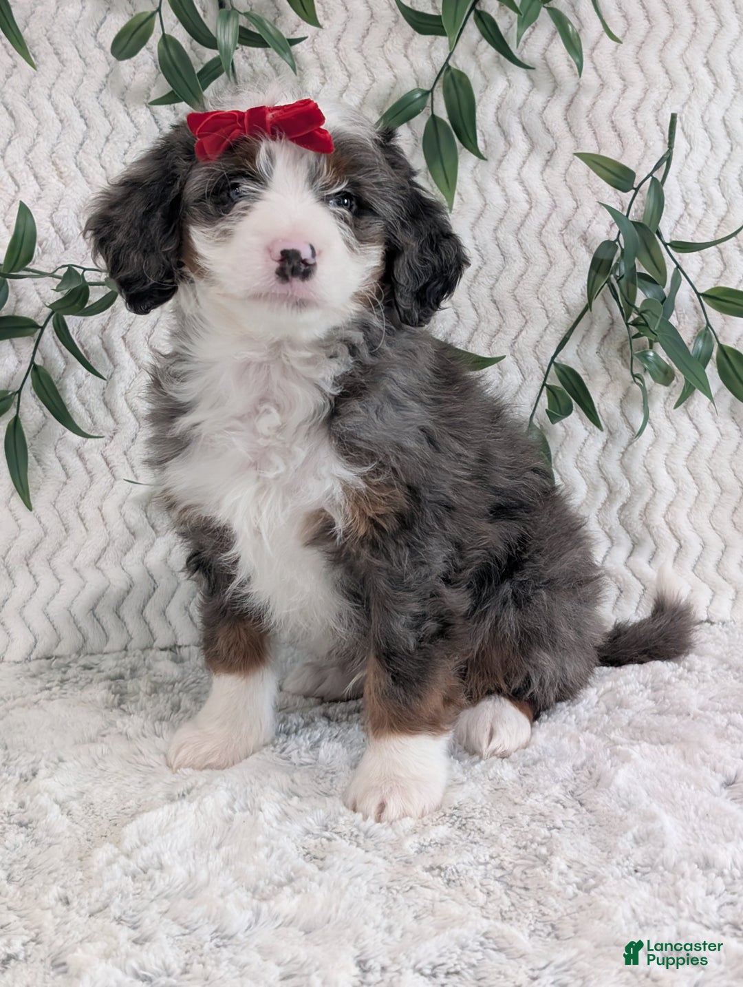 Mini Bernedoodle dogs for sale: Mini Dusty  - Ad 8