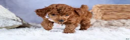 Toy Poodle dogs for sale: Tansy  - Ad 3