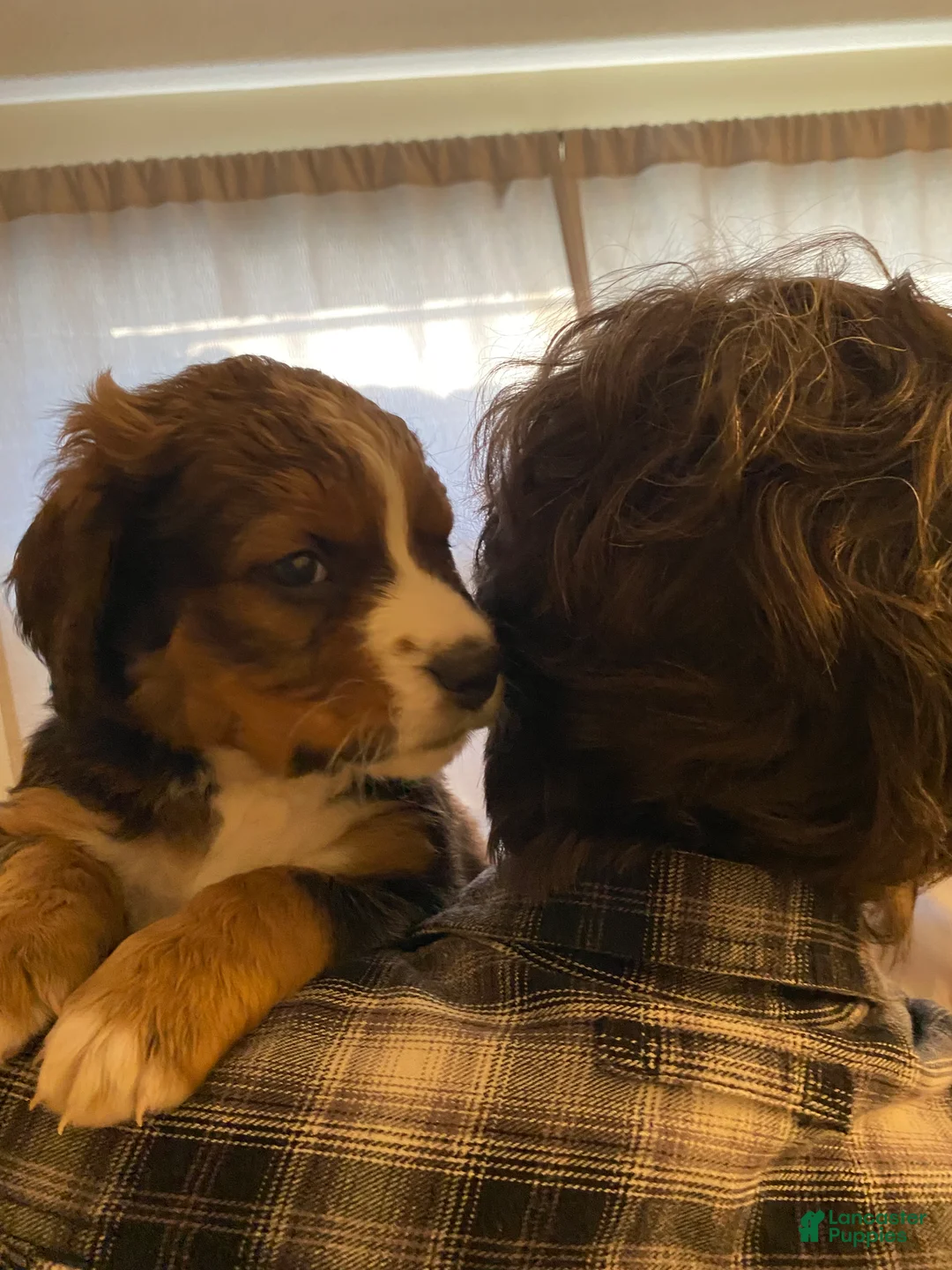 Bernedoodle dogs for sale: Bernedoodle Puppy 5 - Ad 11