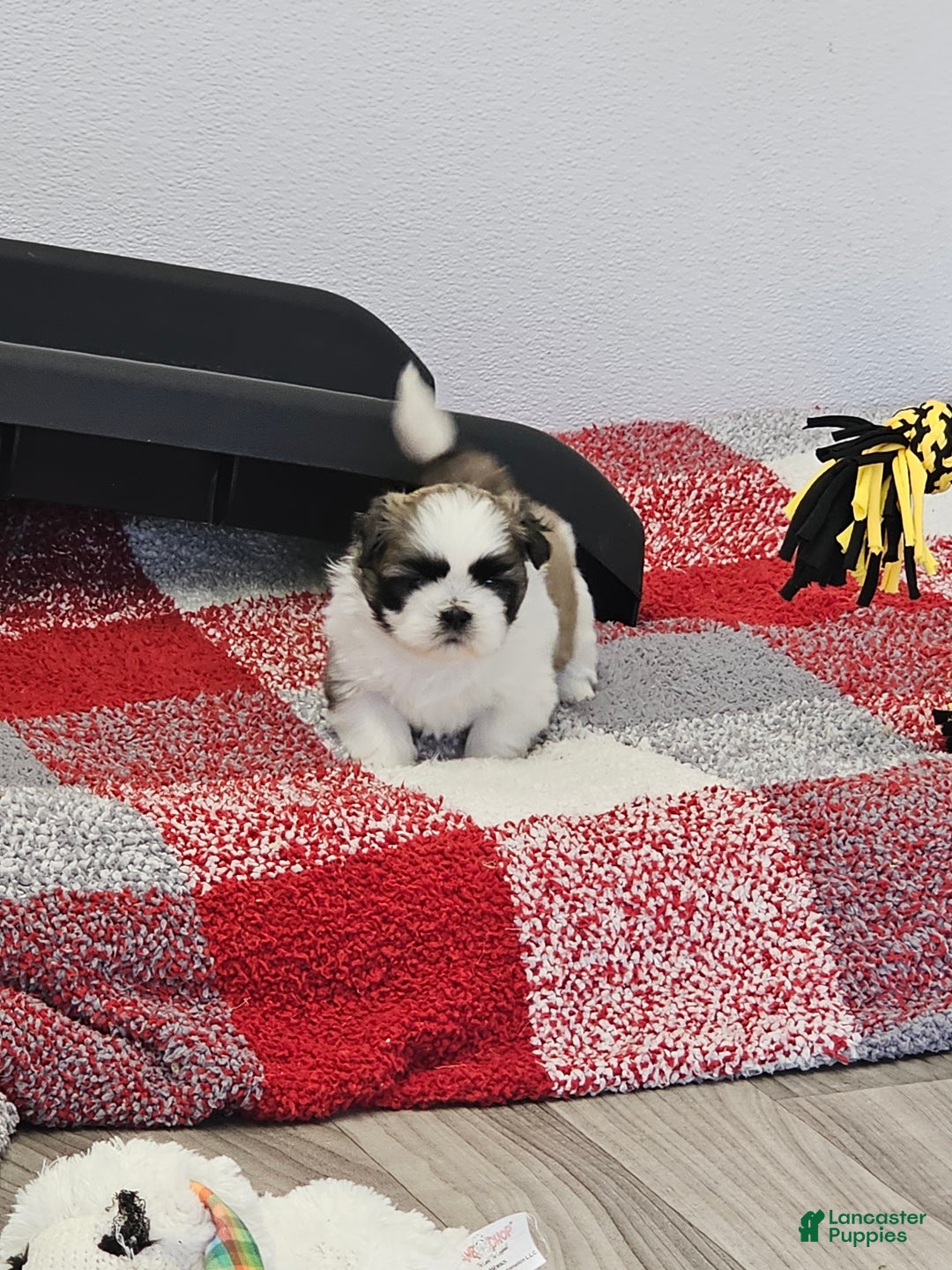 Shih Tzu dogs for sale: Chester Ckc - Ad 13