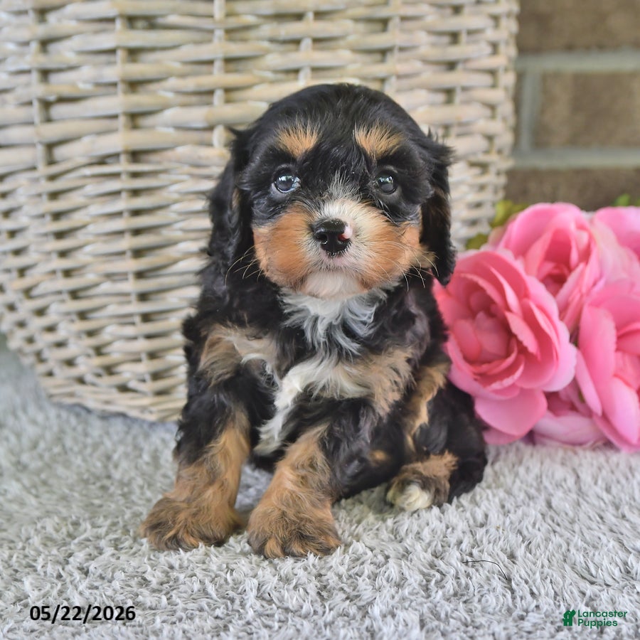 Cavachon dogs Betty   - Ad 2