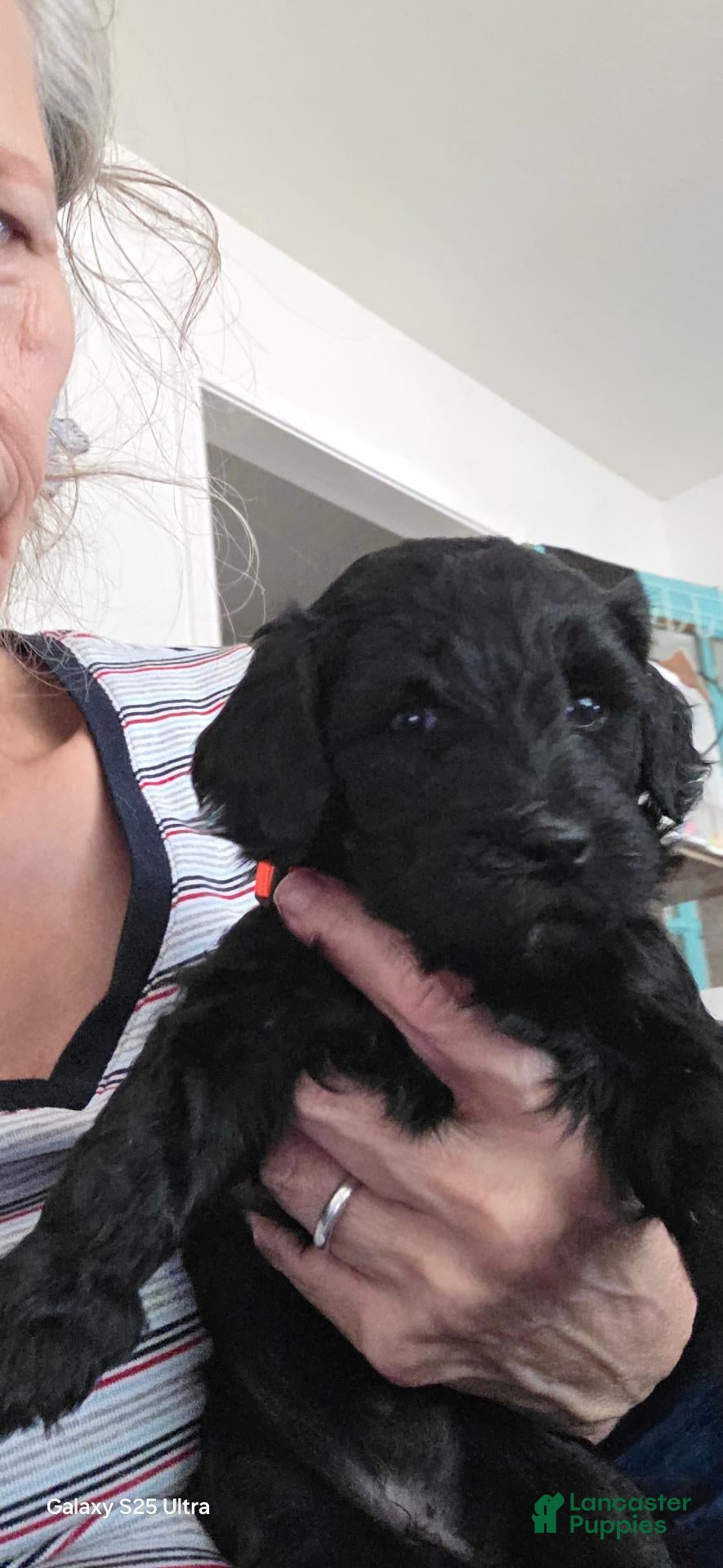 Mini Goldendoodle dogs Mini Goldendoodle 7 - Ad 2