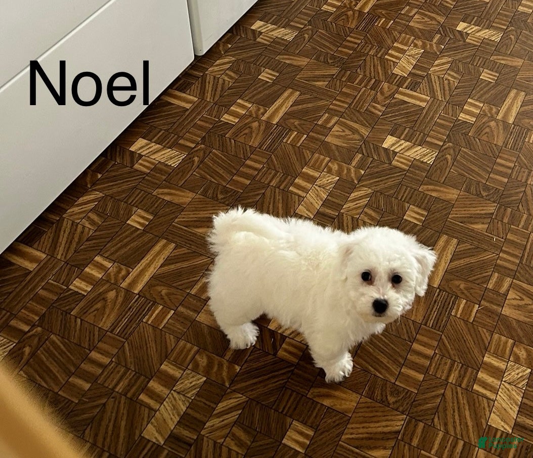 Bichon Frise dogs Bichon Frise Puppy 2 - Ad 2