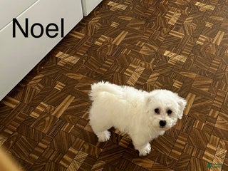 Bichon Frise dogs Bichon Frise Puppy 2 - Ad 30