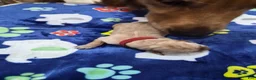 Goldador dogs for sale: Birdie - Ad 5
