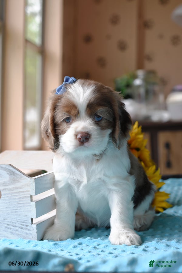 Cocker Spaniel dogs Jewel - Ad 1