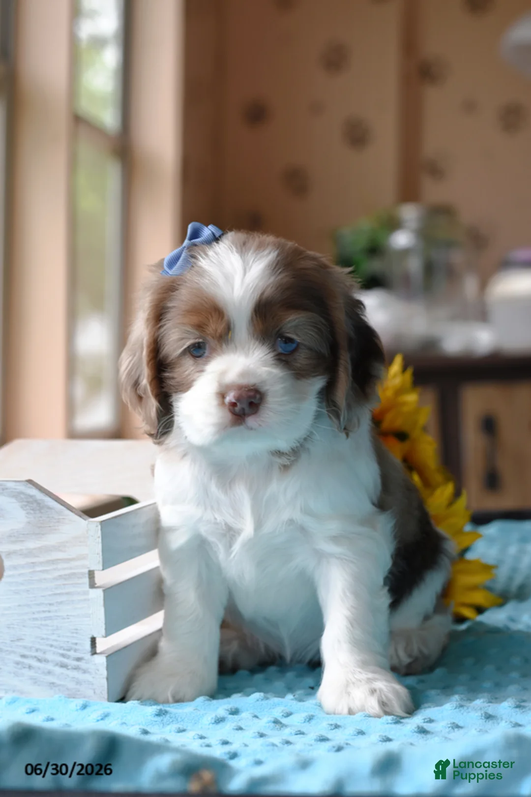 Cocker Spaniel dogs for sale: Jewel - Ad 1