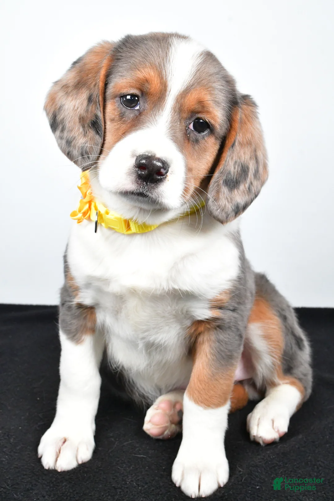 Mixed Breed dogs for sale: Tula - Ad 6