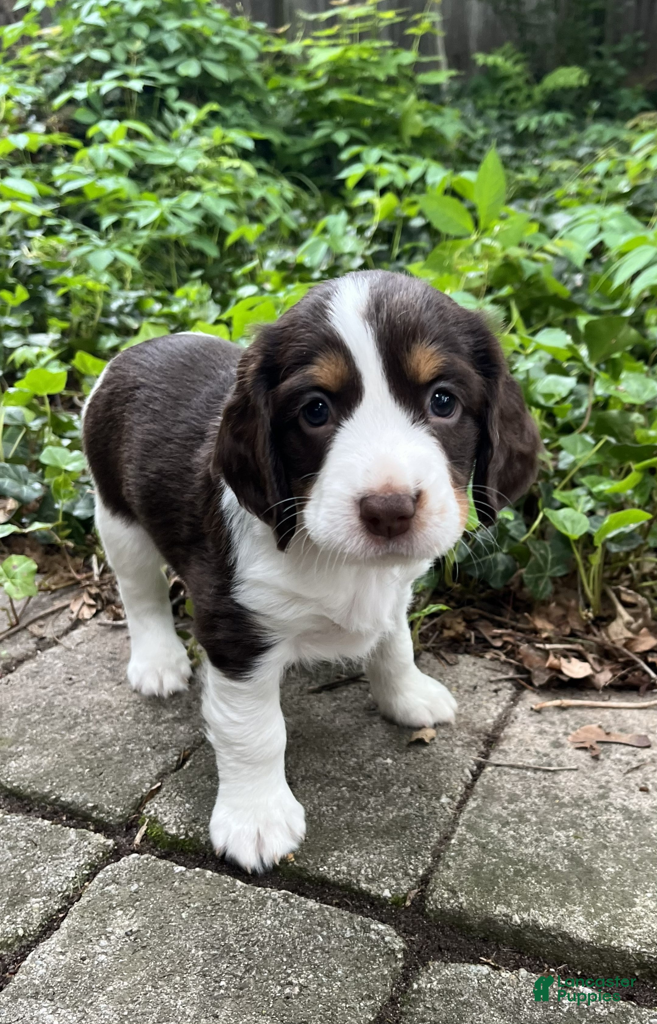 English Springer Spaniel dogs Spice - Ad 41