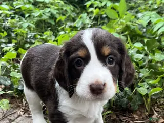 English Springer Spaniel dogs Spice - Ad 41