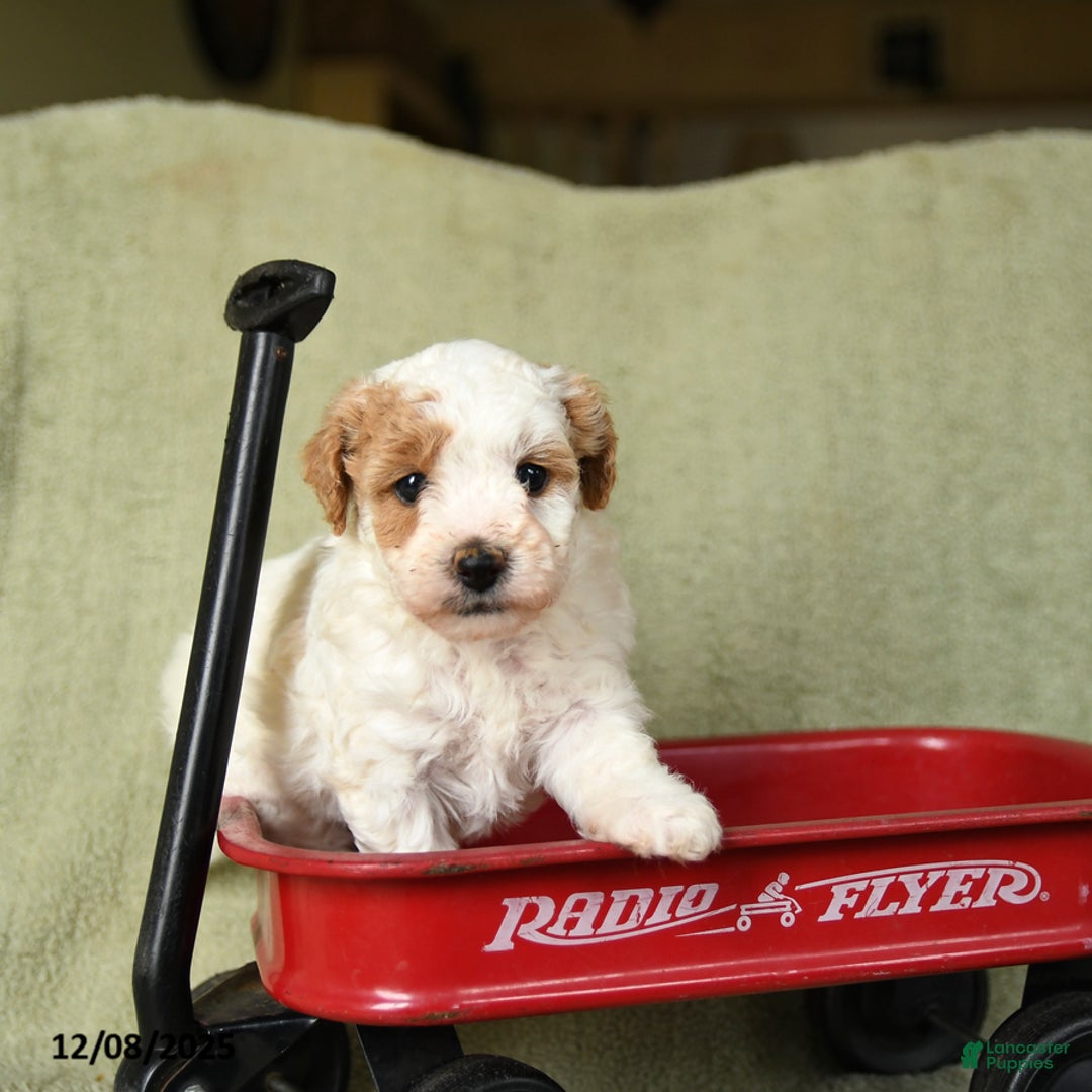 Havapoo dogs for sale: Laura - Ad 4