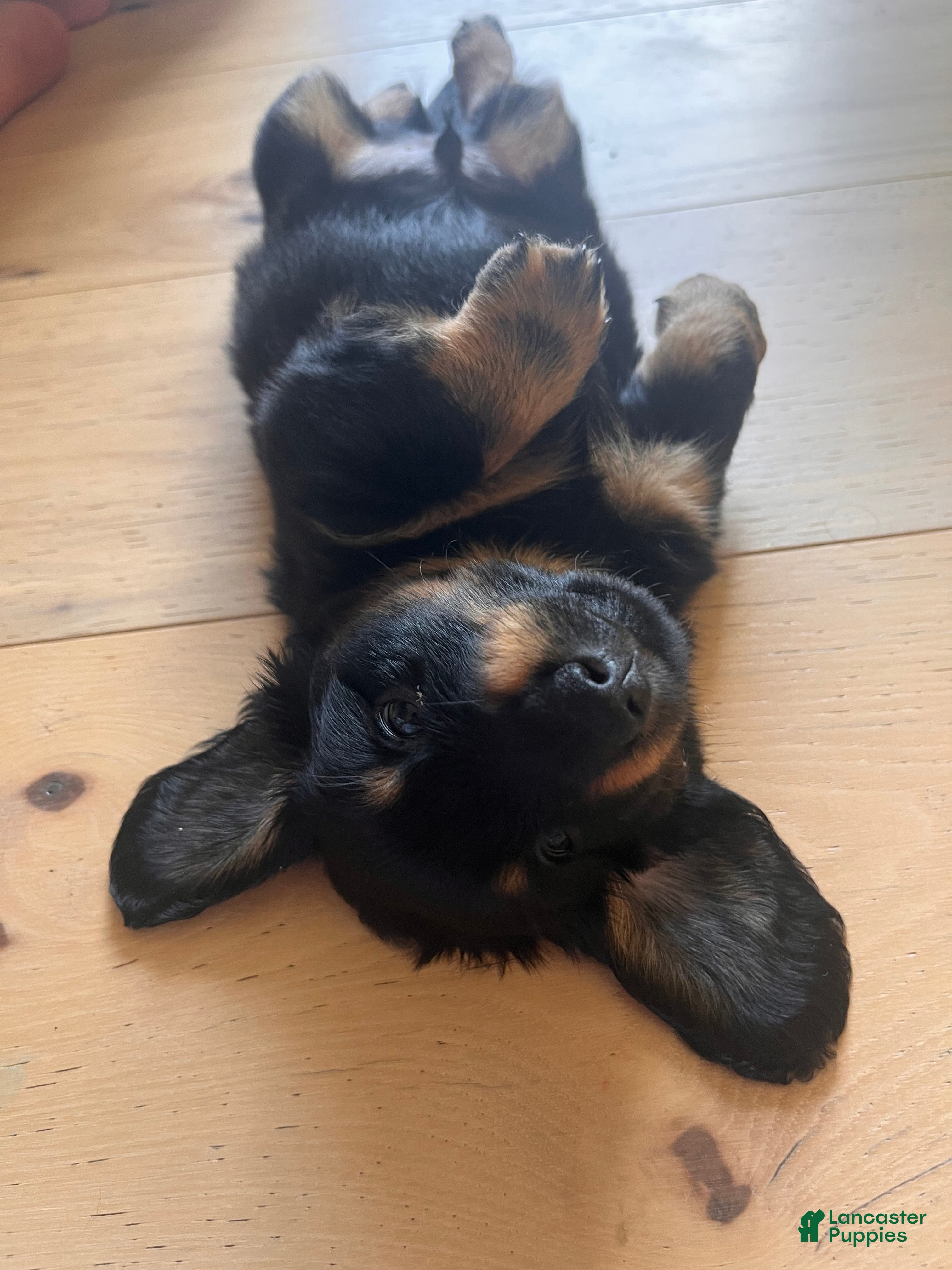 Dachshund dogs Kia - Ad 1