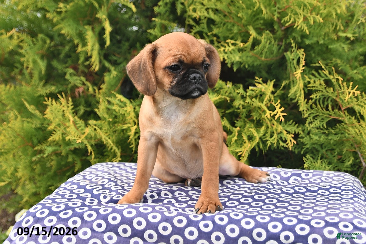 Mixed Breed dogs Chloe - Ad 2