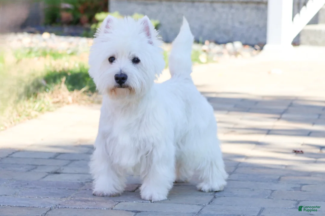 West Highland Terrier dogs for sale: Quincey  - Ad 10