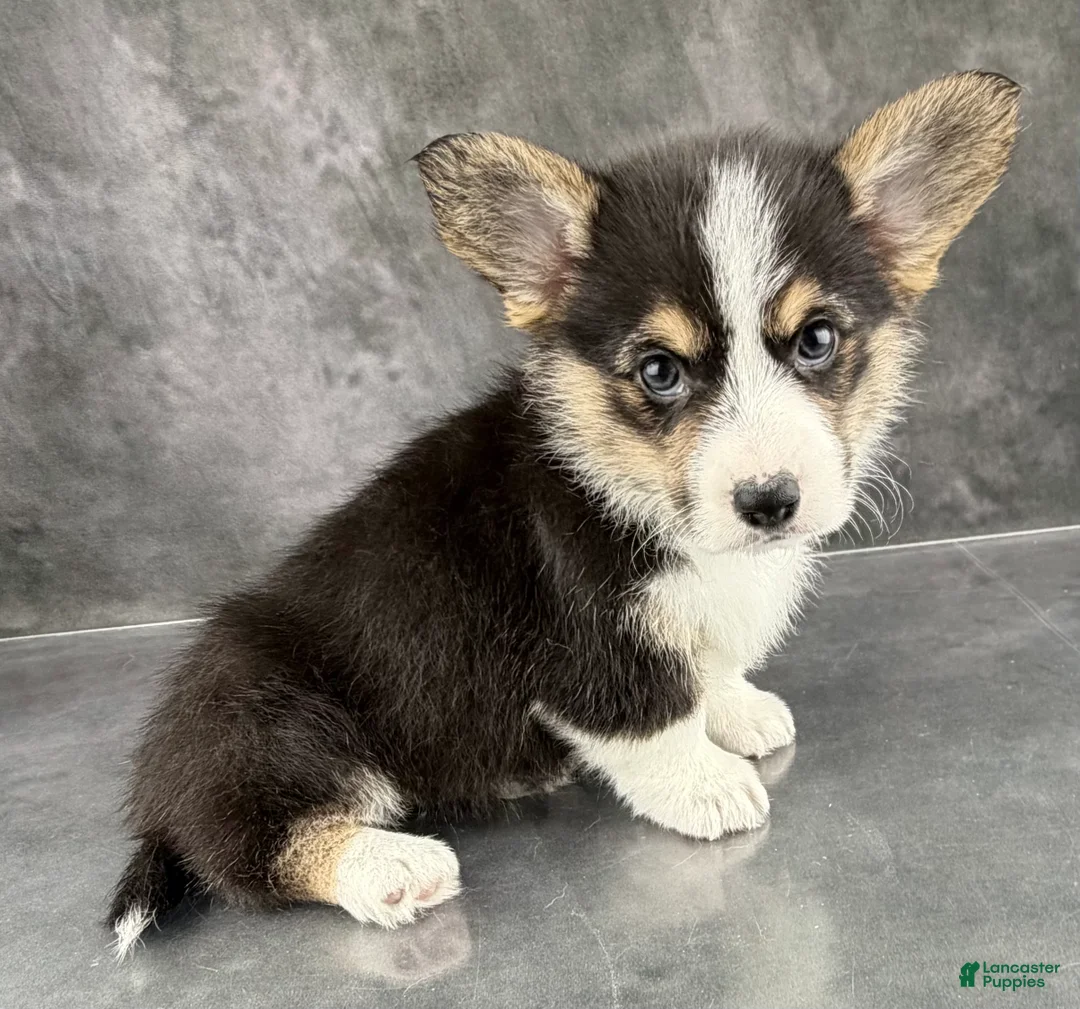Welsh Corgi Pembroke dogs for sale: Winnie Tailed Baby ❤️ - Ad 3
